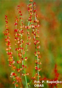 Szczaw zwyczajny (Rumex acetosa) – kwiatostany czerwiec
